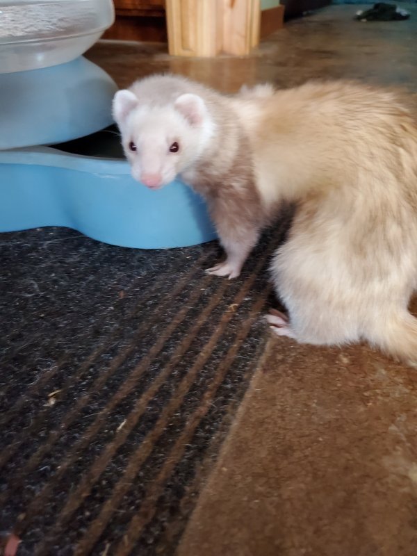 Ferrets for Sale in Claremore, Oklahoma