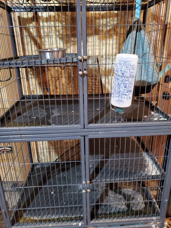 Ferrets for Sale in Claremore, Oklahoma