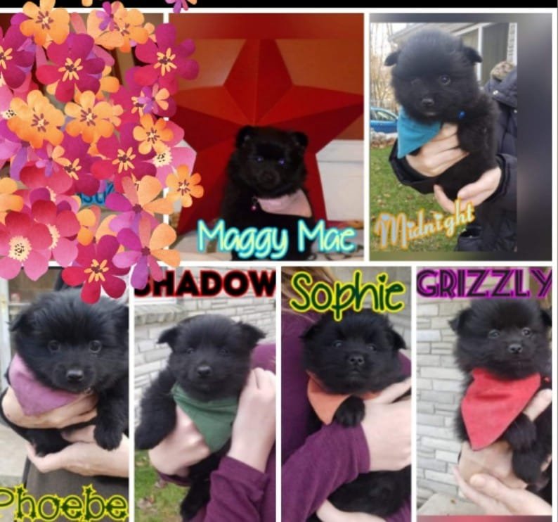 6 pups.jpg