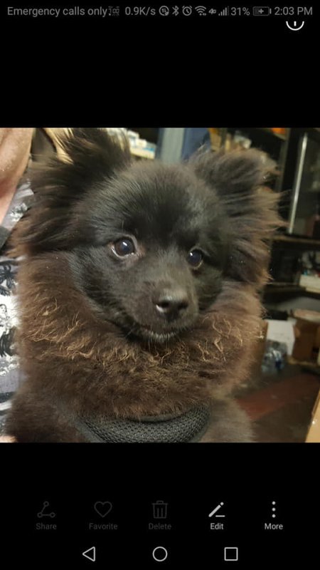 Bear.jpg