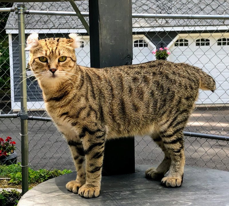 Highland Lynx Kittens for Sale