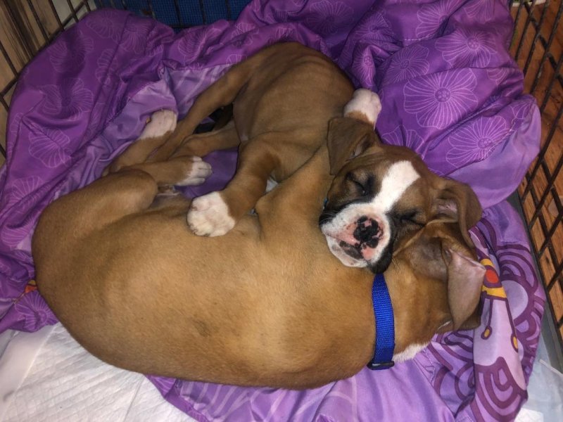 Full Blooded Boxer Puppies in Florence, South Carolina