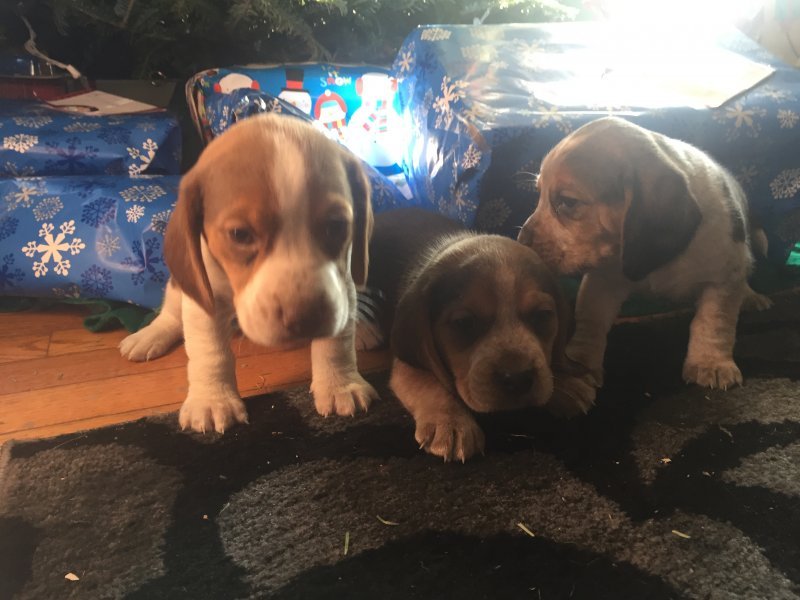 Purebred APR Registered Beagles for Sale in Saronville, Nebraska