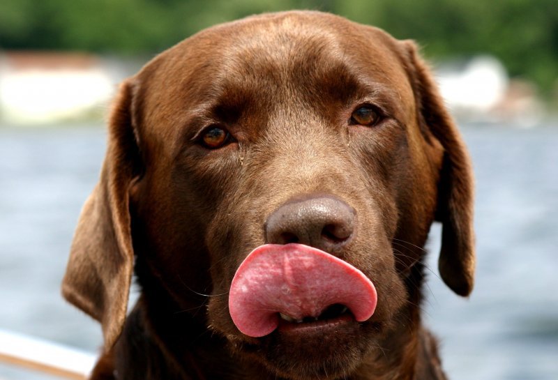 dog-canine-labrador-retriever-chocolate-tongue.jpg