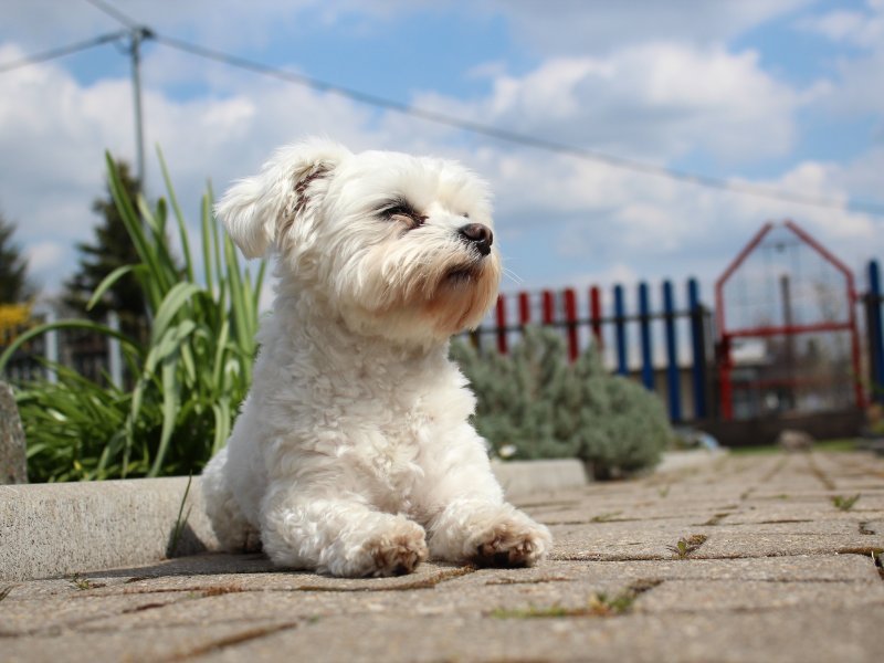 animal-dog-maltese-white-race-pet-small-dog-cute.jpg