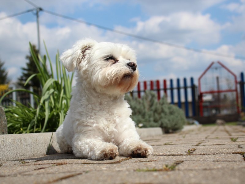 animal-dog-maltese-white-race-pet-small-dog-cute.jpg animal-dog-maltese-white-race-pet-small-dog-cute.jpg