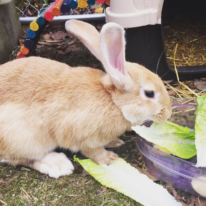 Flemish Giant Rabbits for Sale in Logan, Ohio
