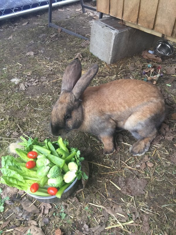 Flemish Giant Rabbits for Sale in Logan, Ohio