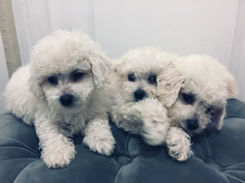 poodle.jpg