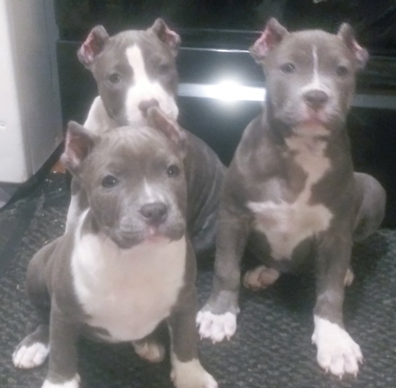 American Standard Bully Puppies for Sale in WinstonSalem