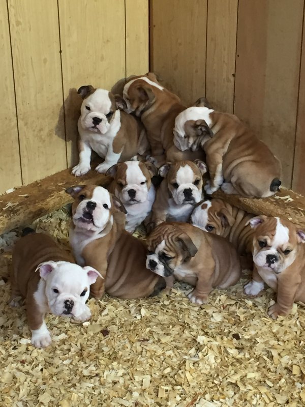 AKC English Bulldogs for Sale in San Antonio, Texas
