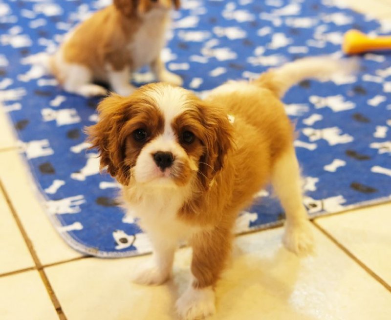 Cavalier King Charles Spaniel Puppies for Sale in Upper