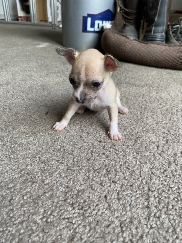a toy chihuahua