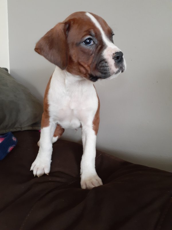 puppy 6.jpg