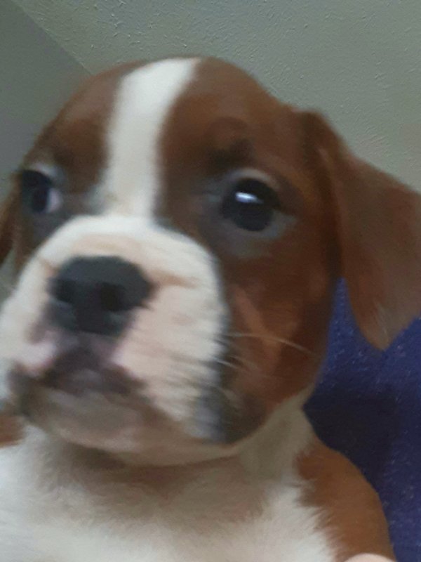 puppy 2.jpg