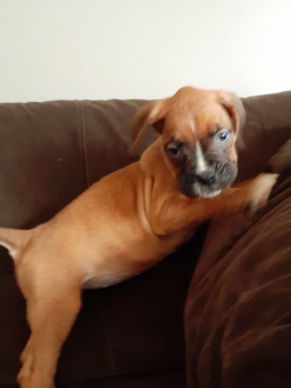 puppy 7.jpg