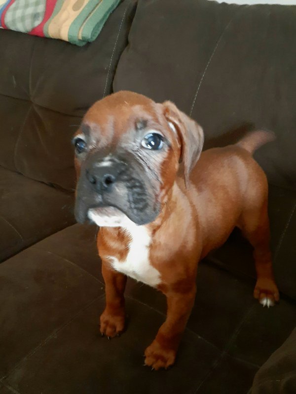 Boxer Puppies for Sale in Trufant, Michigan