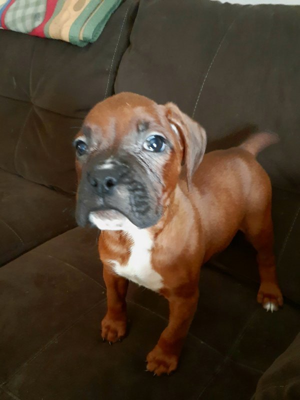 puppy 1.jpg