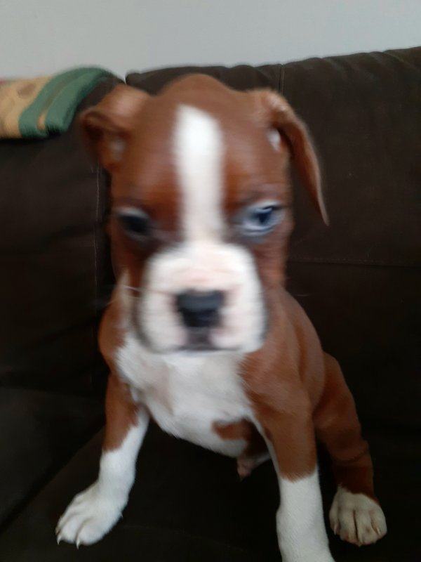 Boxer Puppies for Sale in Trufant, Michigan