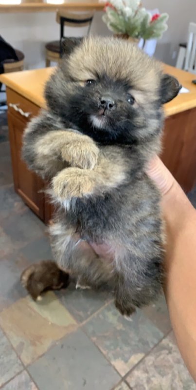 Pomeranian Puppy For Sale In Adrian Michigan