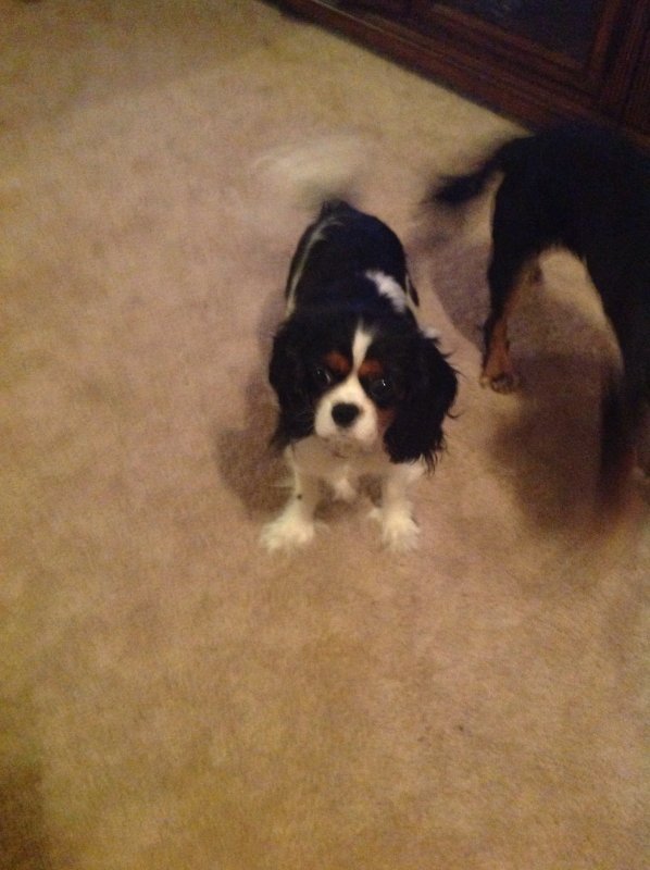 Cavalier King Charles Dogs for Adoption in Cleveland, Ohio
