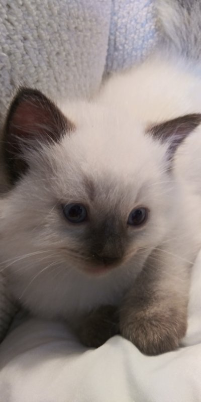 cute kitten 2.jpg