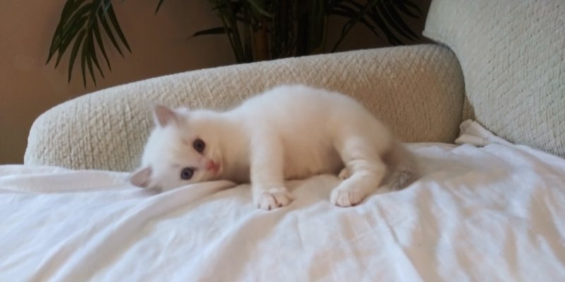 cute kitten.jpg