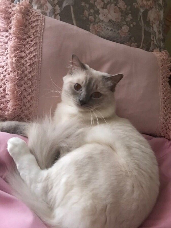 cute cat .jpg