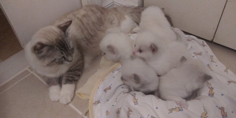 cute kittens, cat.jpg