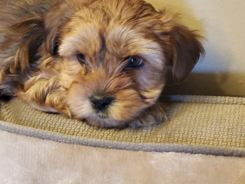 Cockapoo Puppy for Sale in Clarksville, Tennessee