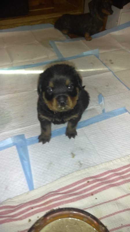 Justice - excuse the food on his face LOL.jpg
