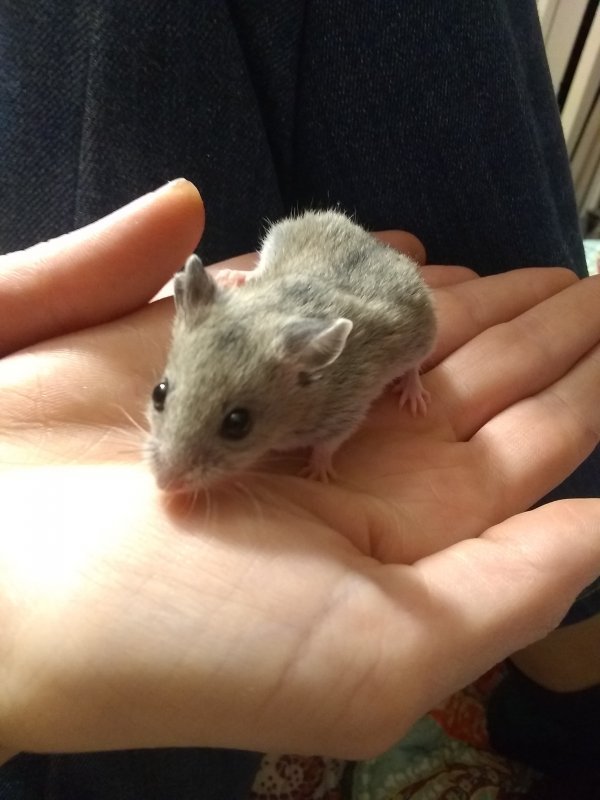 Hammy.jpg