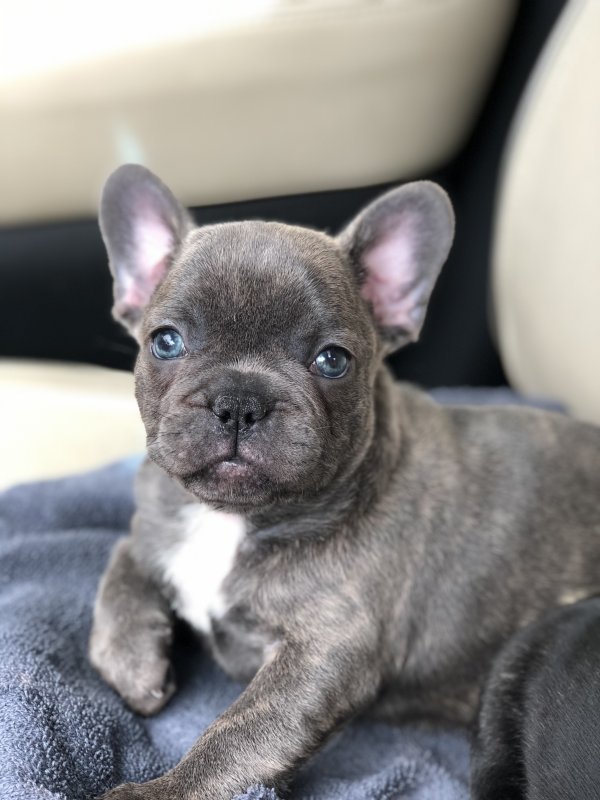 French Bulldog Puppies for Sale in Cottonport, Louisiana