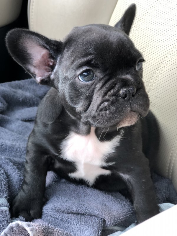 French Bulldog Puppies for Sale in Cottonport, Louisiana