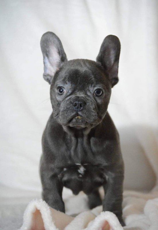 AKC European Imported Blue French Bulldog Puppies