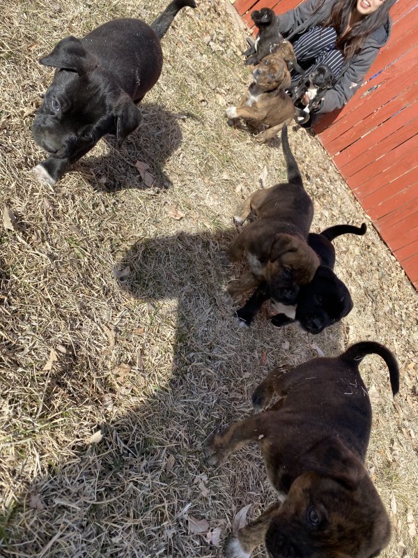 Mixed Breed Pitbull/Collie Mix Puppies for Sale in Fort