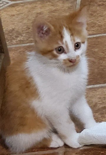 drei rt frotn sitting alert 10-18-19.jpg