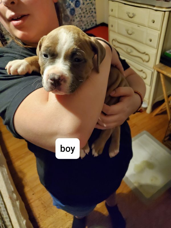 American Pit Bull Terrier Puppies for Sale in Cleveland