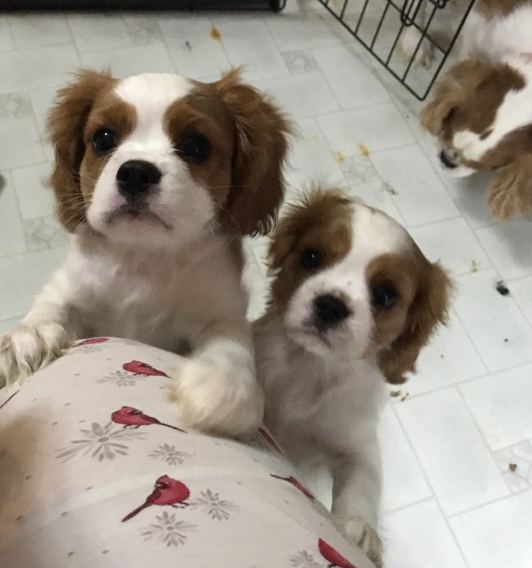 Cavalier King Charles Spaniel Puppies for Sale in