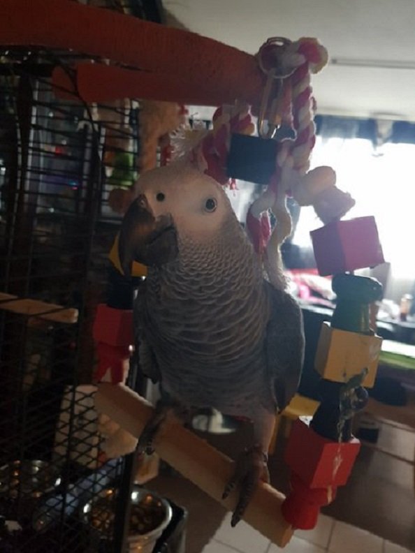 Maxia african grey3.jpeg