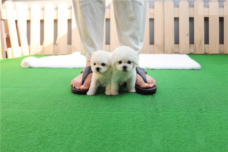 Bichon Frise Puppies for Sale in San Antonio, Texas