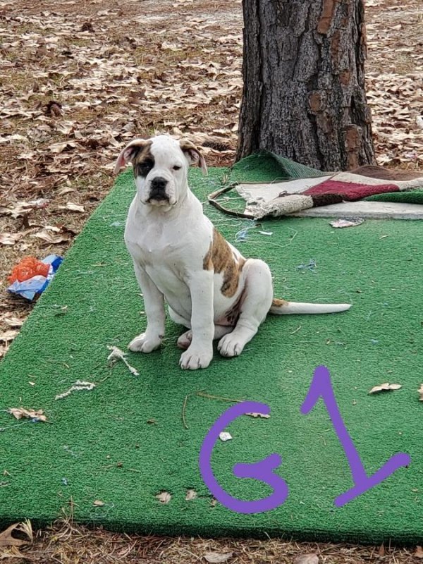 NKC Registerd American Bulldog Puppies for Sale in Fitzgerald,