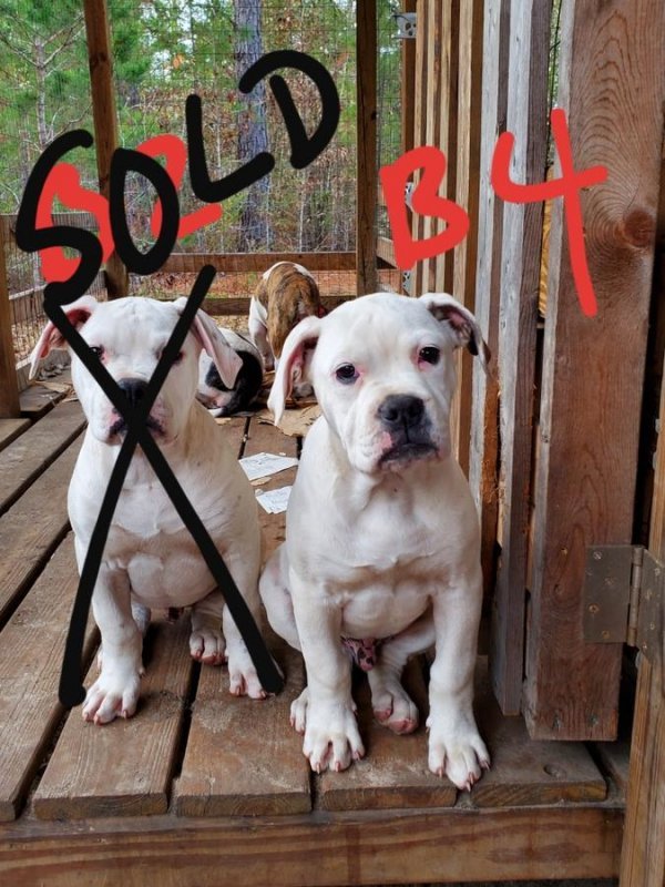 NKC Registerd American Bulldog Puppies for Sale in Fitzgerald,