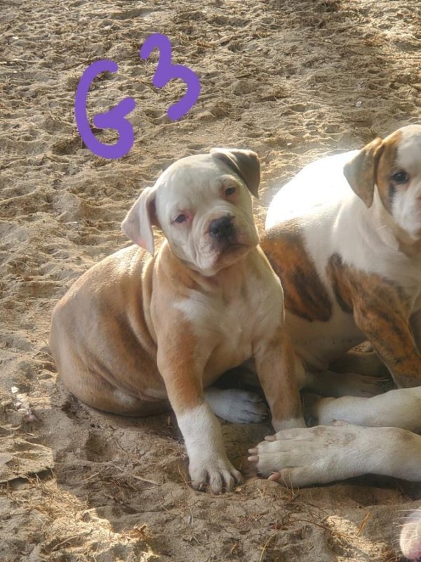 NKC Registerd American Bulldog Puppies for Sale in Fitzgerald,