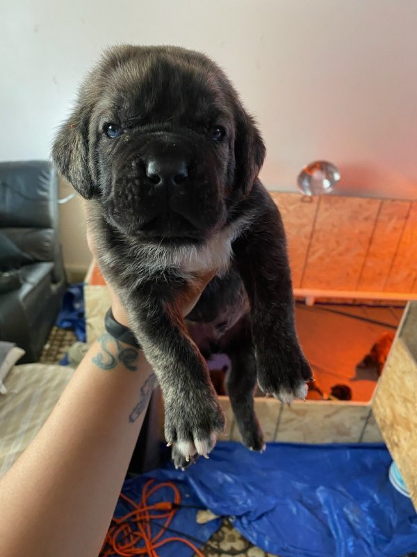Beautiful Male AKC Registered Cane Corso Puppy for Sale in