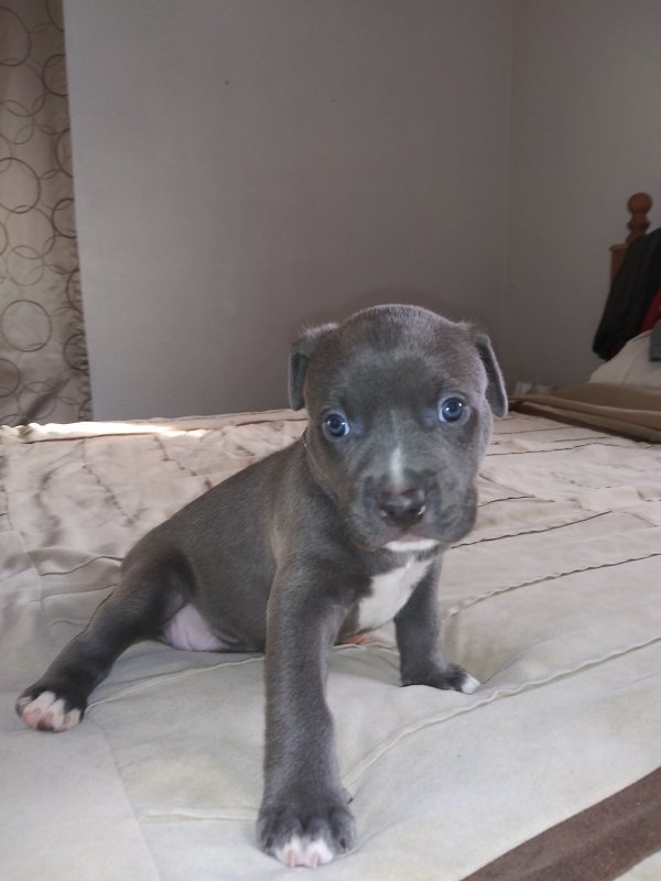 American Staffordshire Terrier Puppies for Sale in