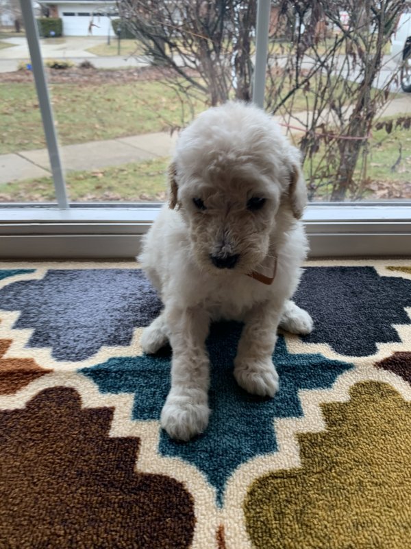 AKC Standard Poodle Puppies for Sale in Muncie, Indiana