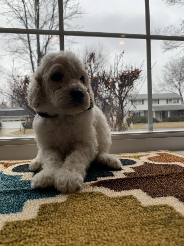AKC Standard Poodle Puppies for Sale in Muncie, Indiana