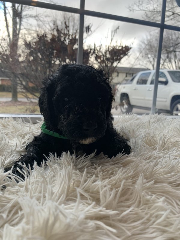 Puppies For Sale Muncie