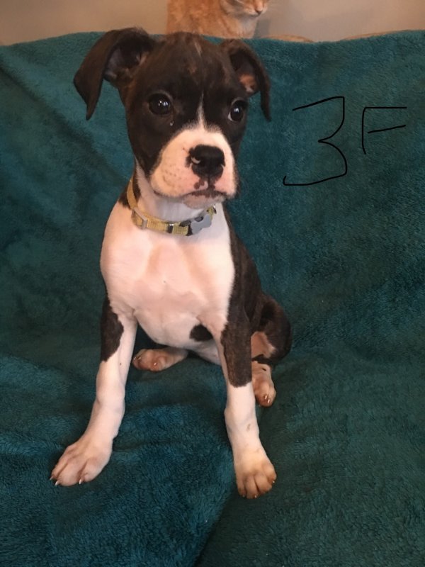 Boxer Puppies for Sale in Little Valley, New York